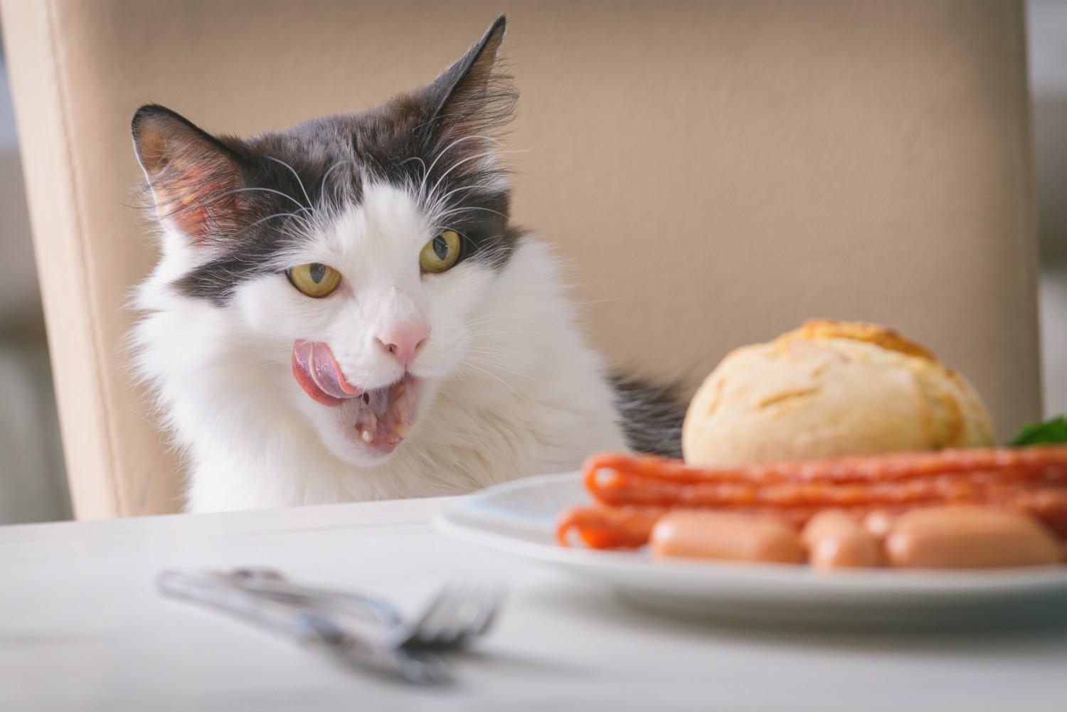 Cat licking it's lips at food on table