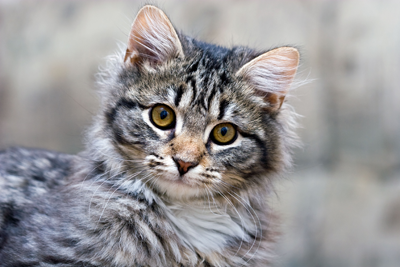 Cat looking forward