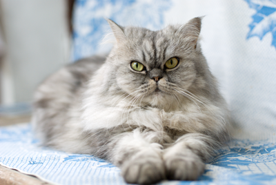 Cat Image 1