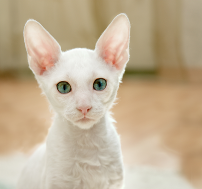 White cat