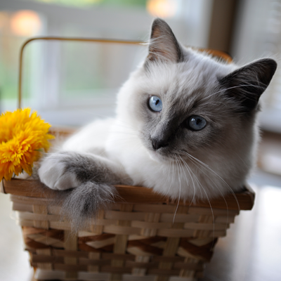 Cat in basket