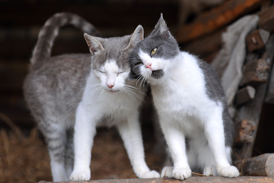 Two gray and white cats